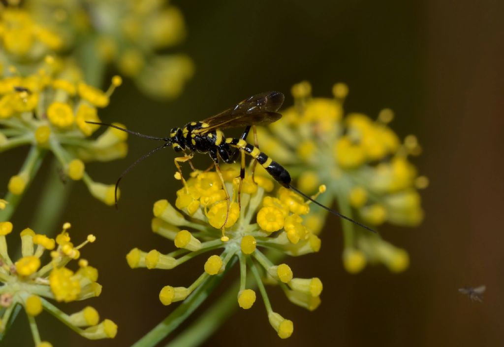 femmina di Syzeuctus sp. (Ichneumonidae Banchinae).